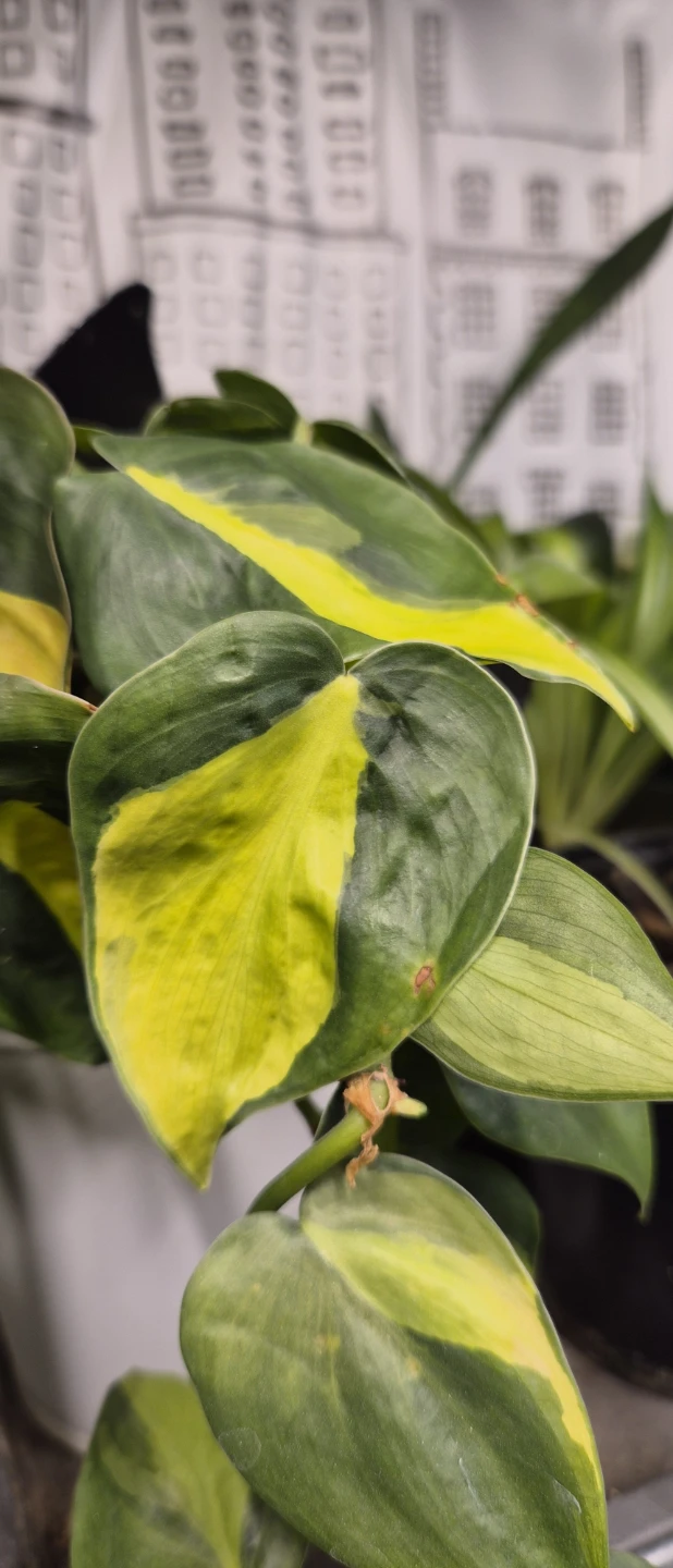 Pothos Plant Cuttings - photo 5