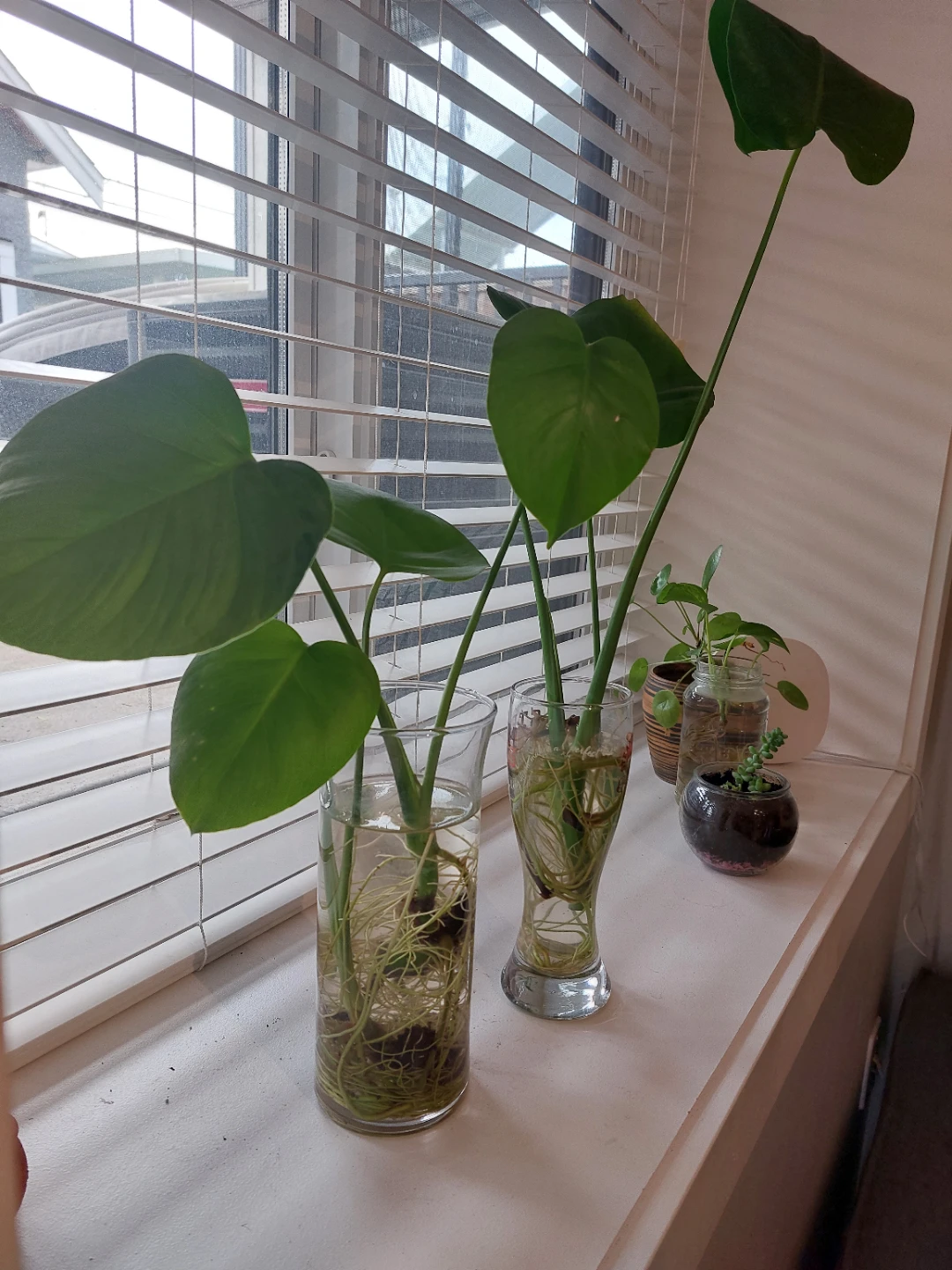 3 cute Monsteras - $10 for all