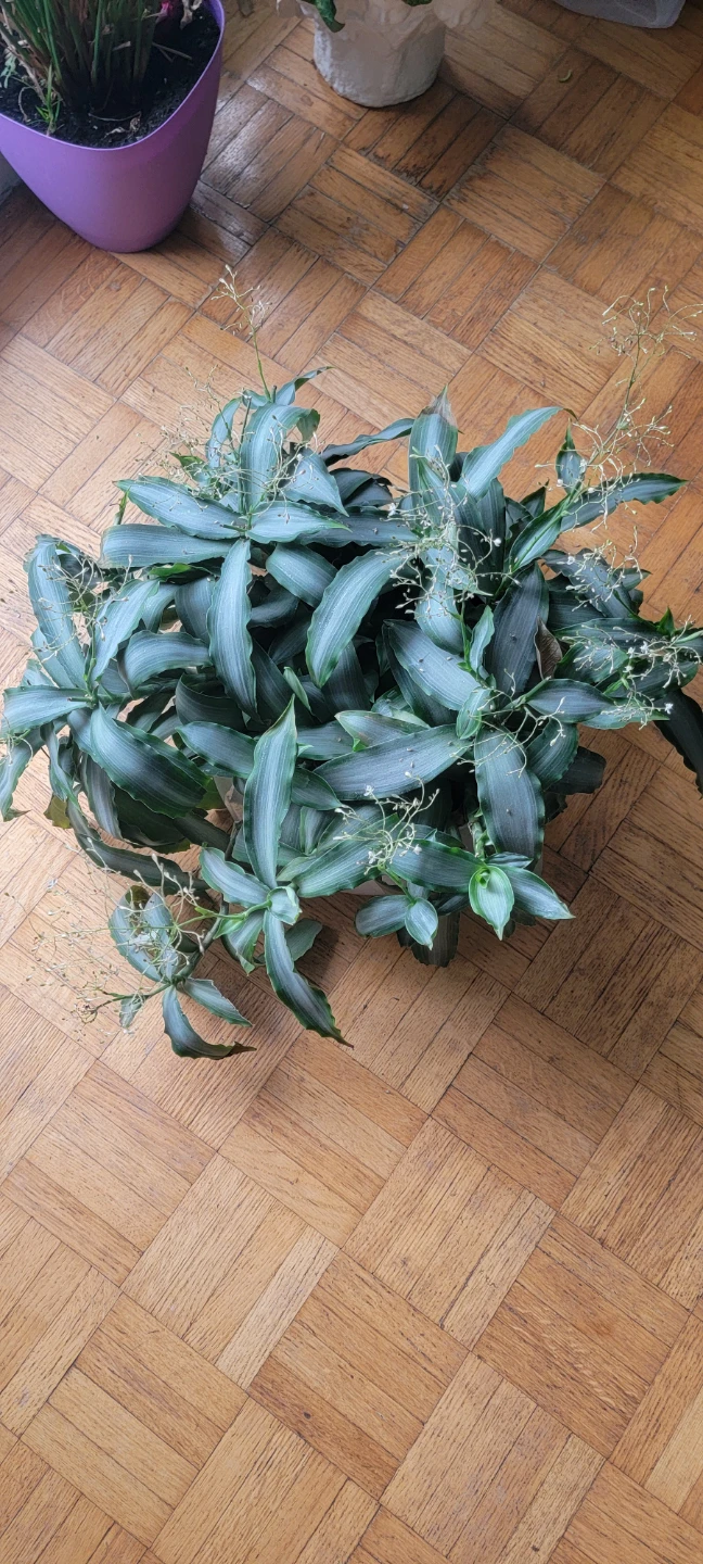 Potted Dracaena Plant - photo 5