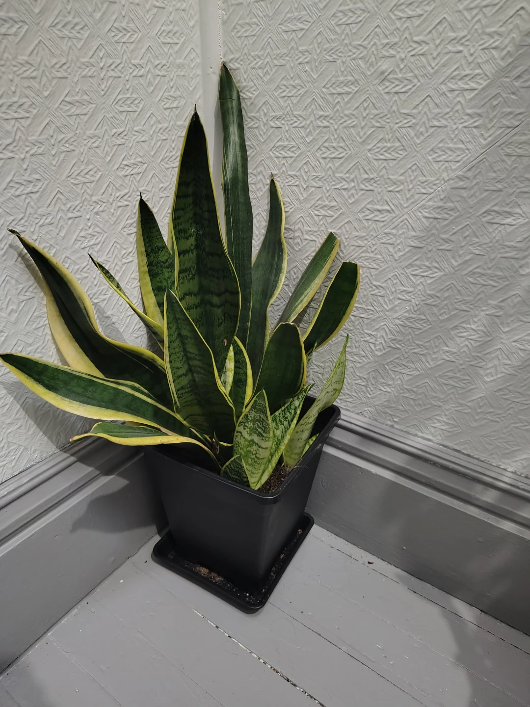Snake Plants in Black Pots