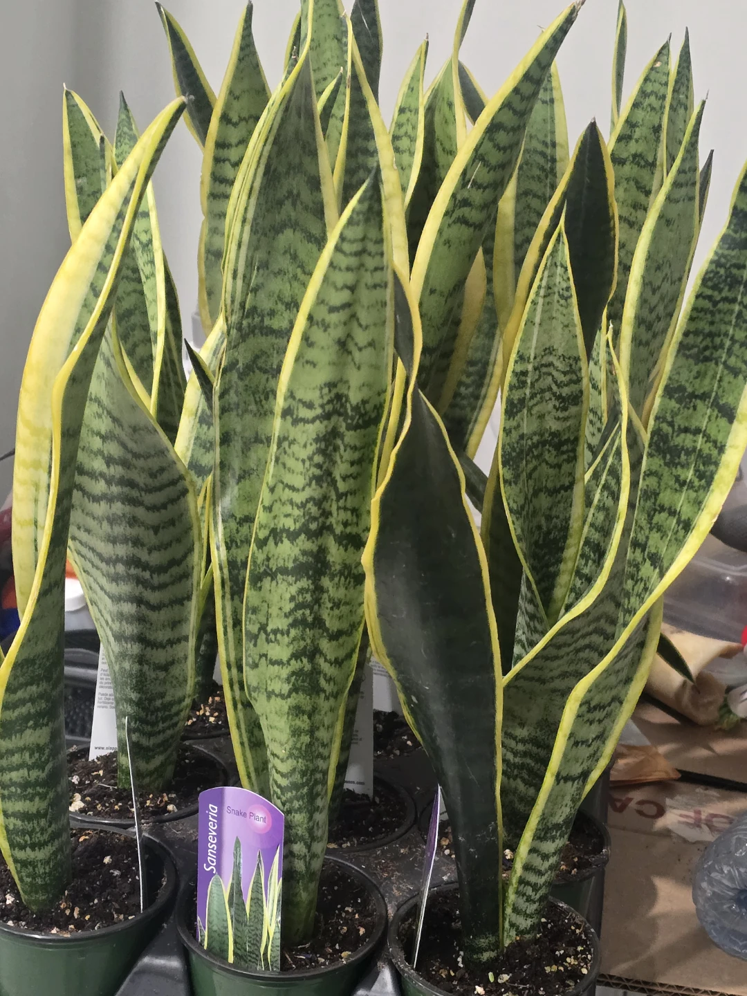 Sansevieria Snake Plant - photo 2