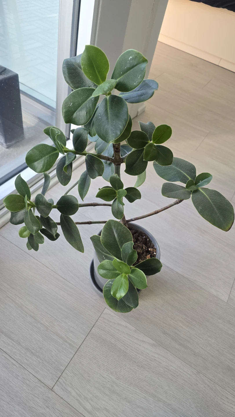 Ficus Umbellata Plant in Grey Pot