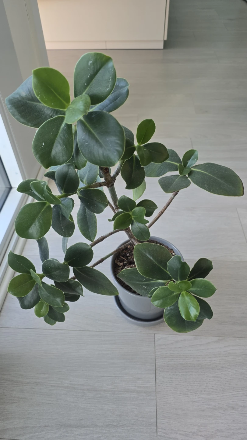Ficus Umbellata Plant in Grey Pot - photo 2