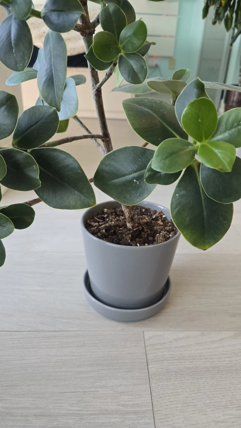Ficus Umbellata Plant in Grey Pot - photo 3