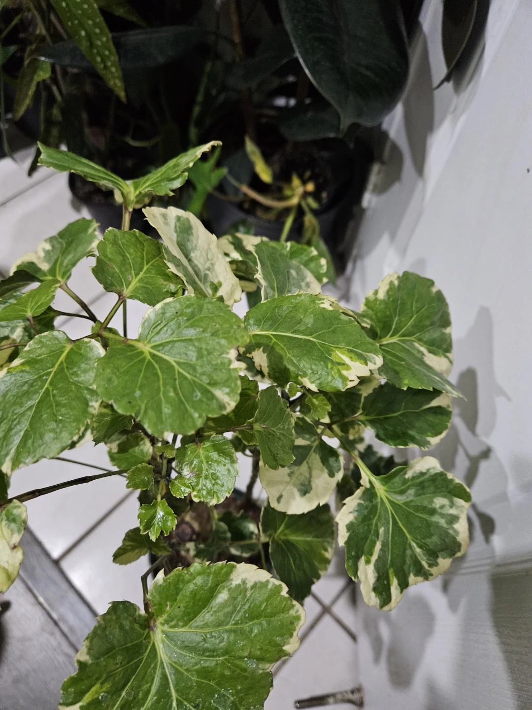 Variegated Aralia Plant