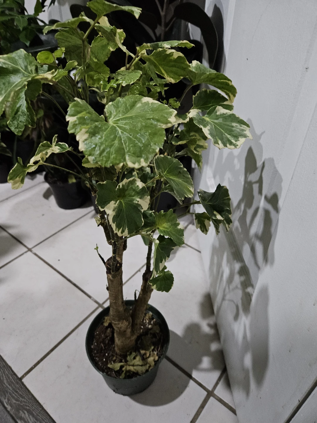 Variegated Aralia Plant - photo 2