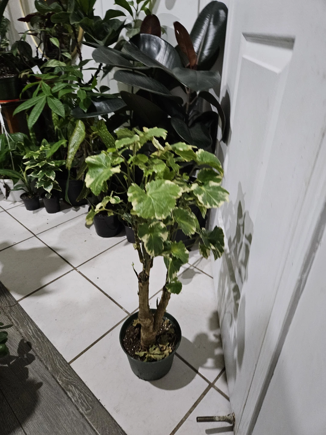 Variegated Aralia Plant - photo 3