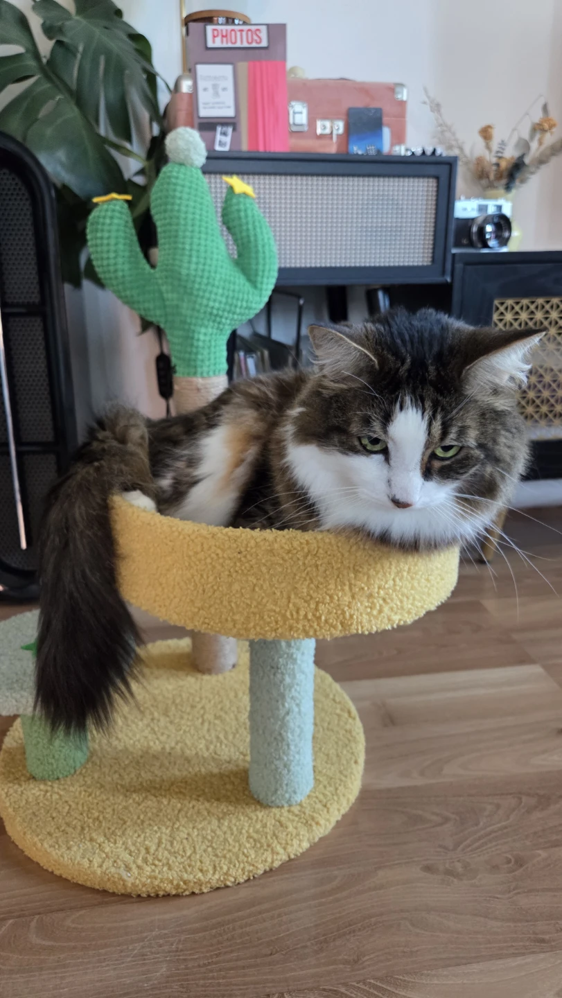 🥕 Small cat tower - photo 2