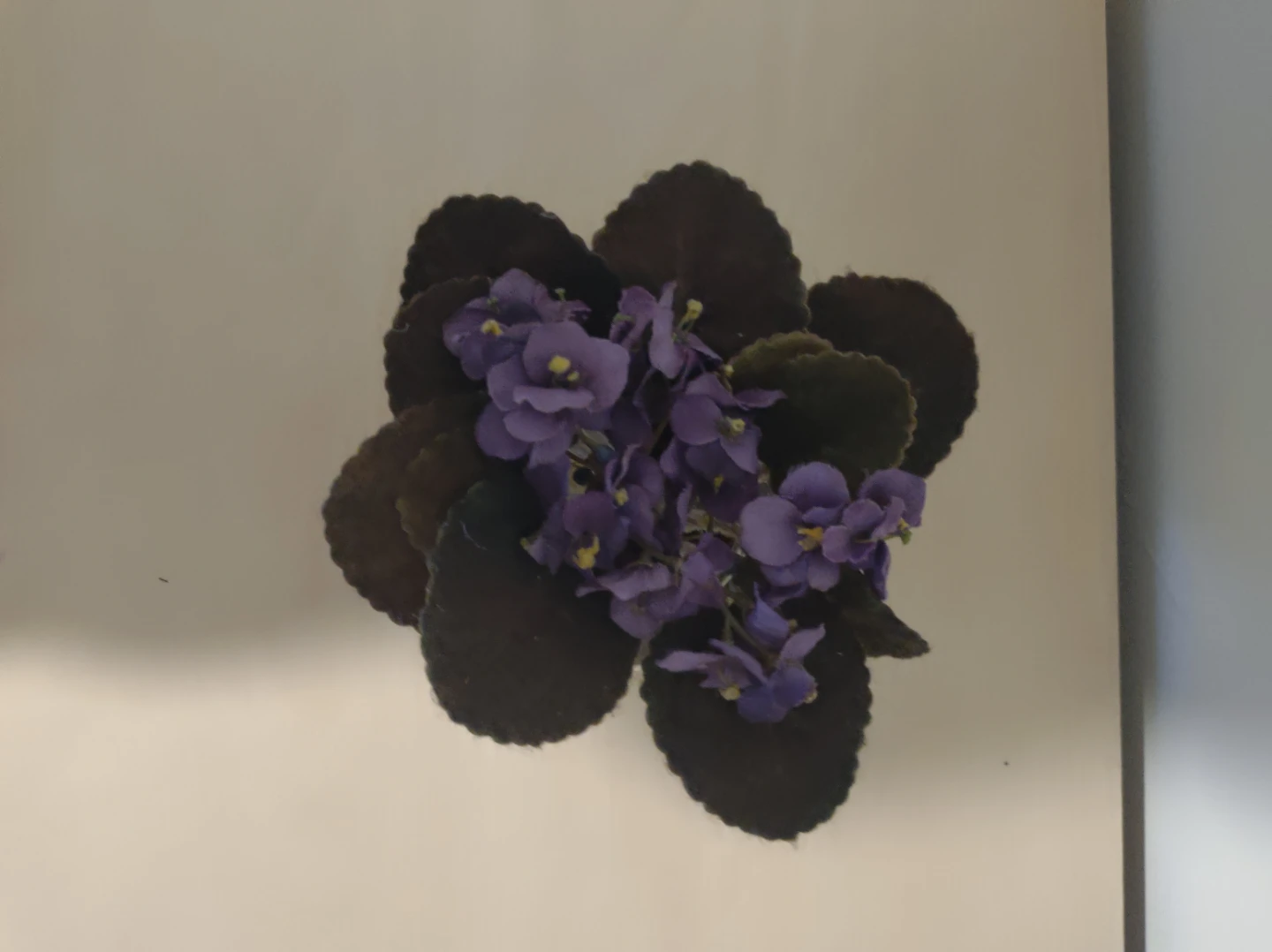 Small decorative flower with glass pot 🥕 - photo 2