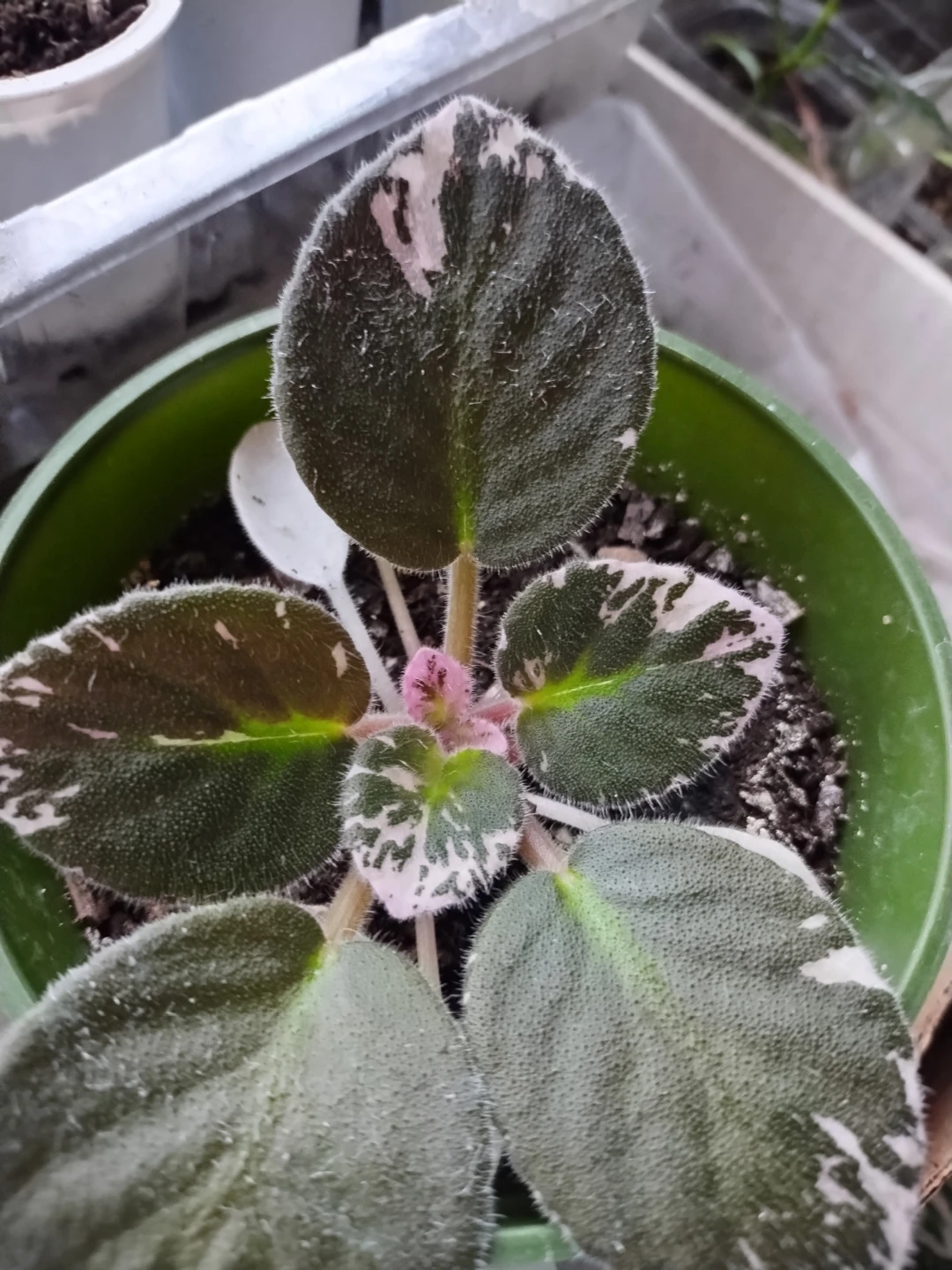 Varieties of plants - photo 5