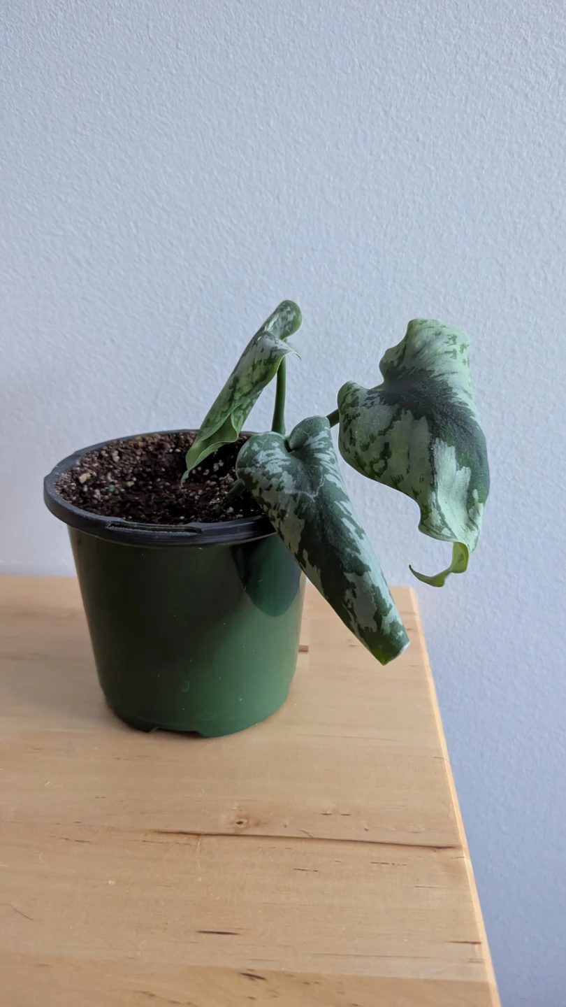 Silvery Ann Pothos #freecycle
