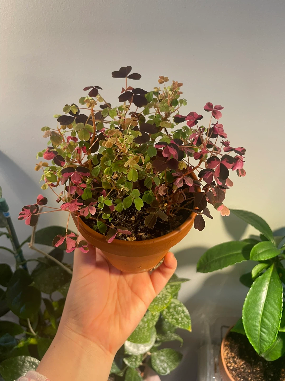Oxalis Plant - photo 2
