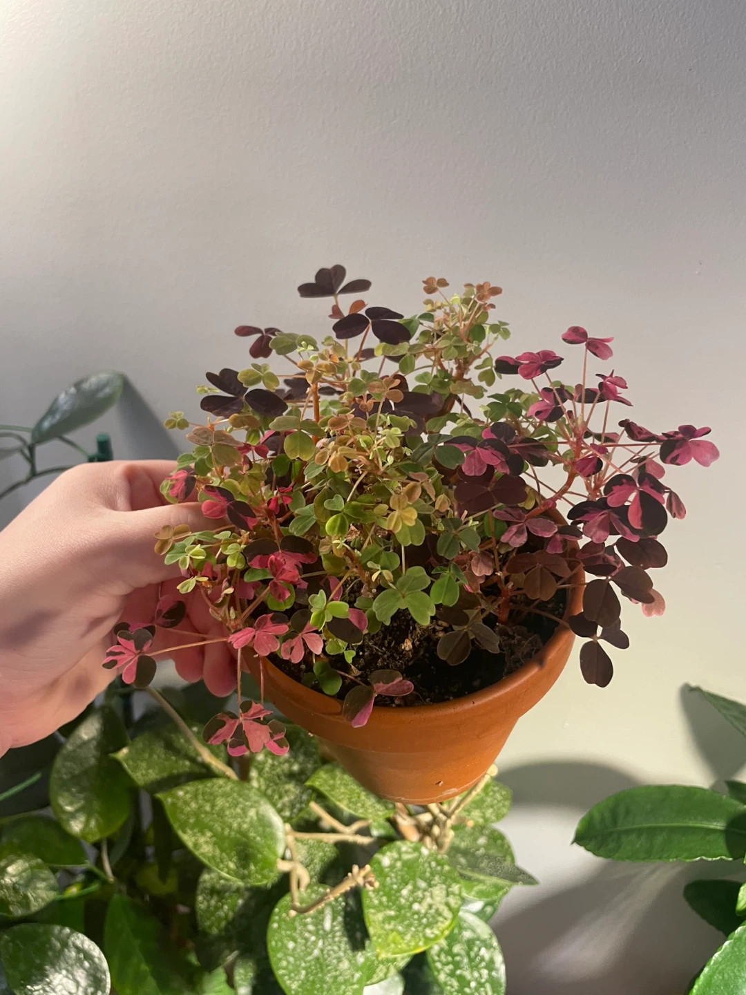 Oxalis Plant - photo 4