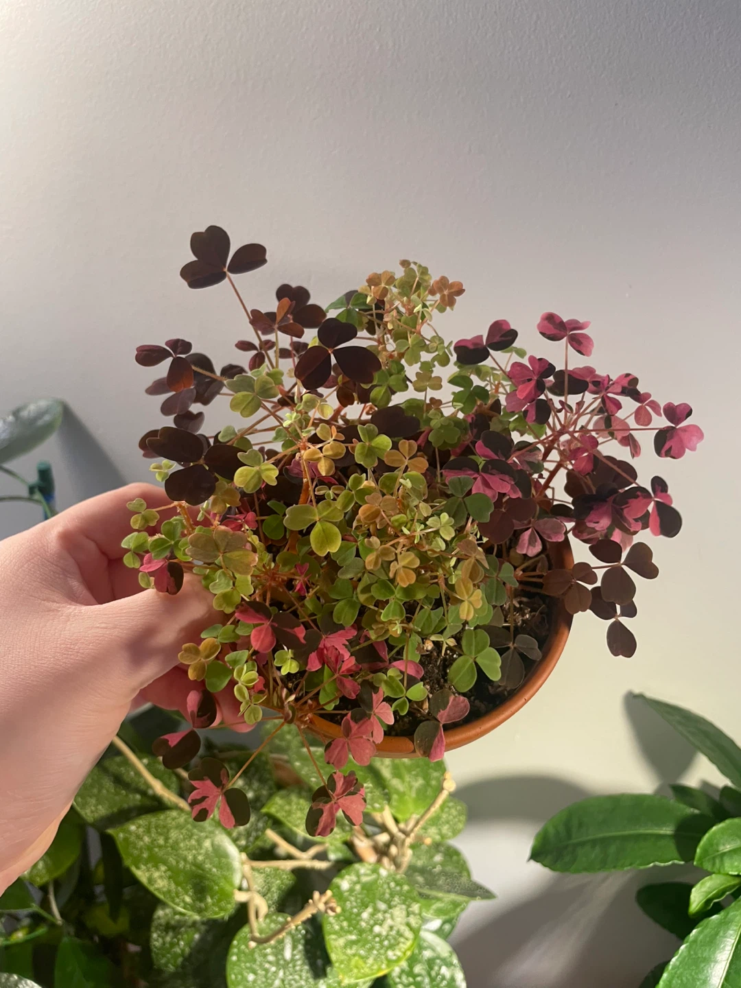 Oxalis Plant - photo 3