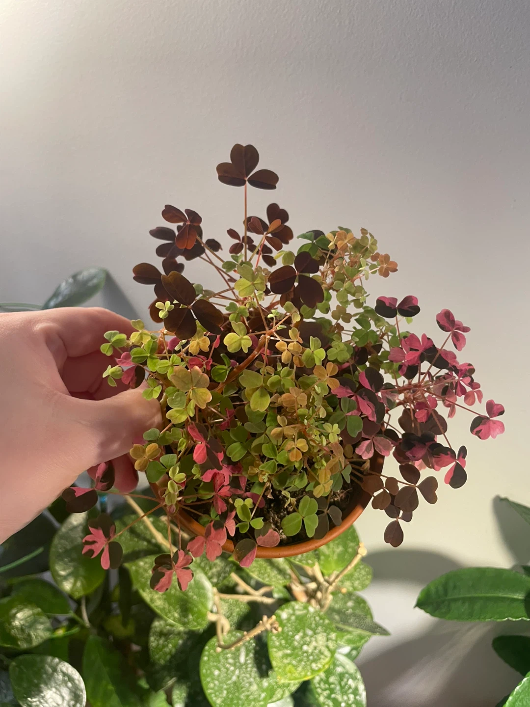 Oxalis Plant - photo 5
