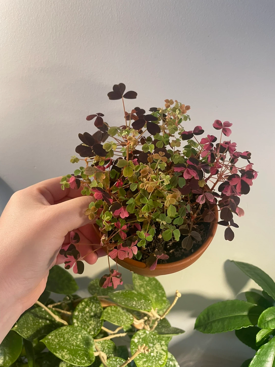 Oxalis Plant