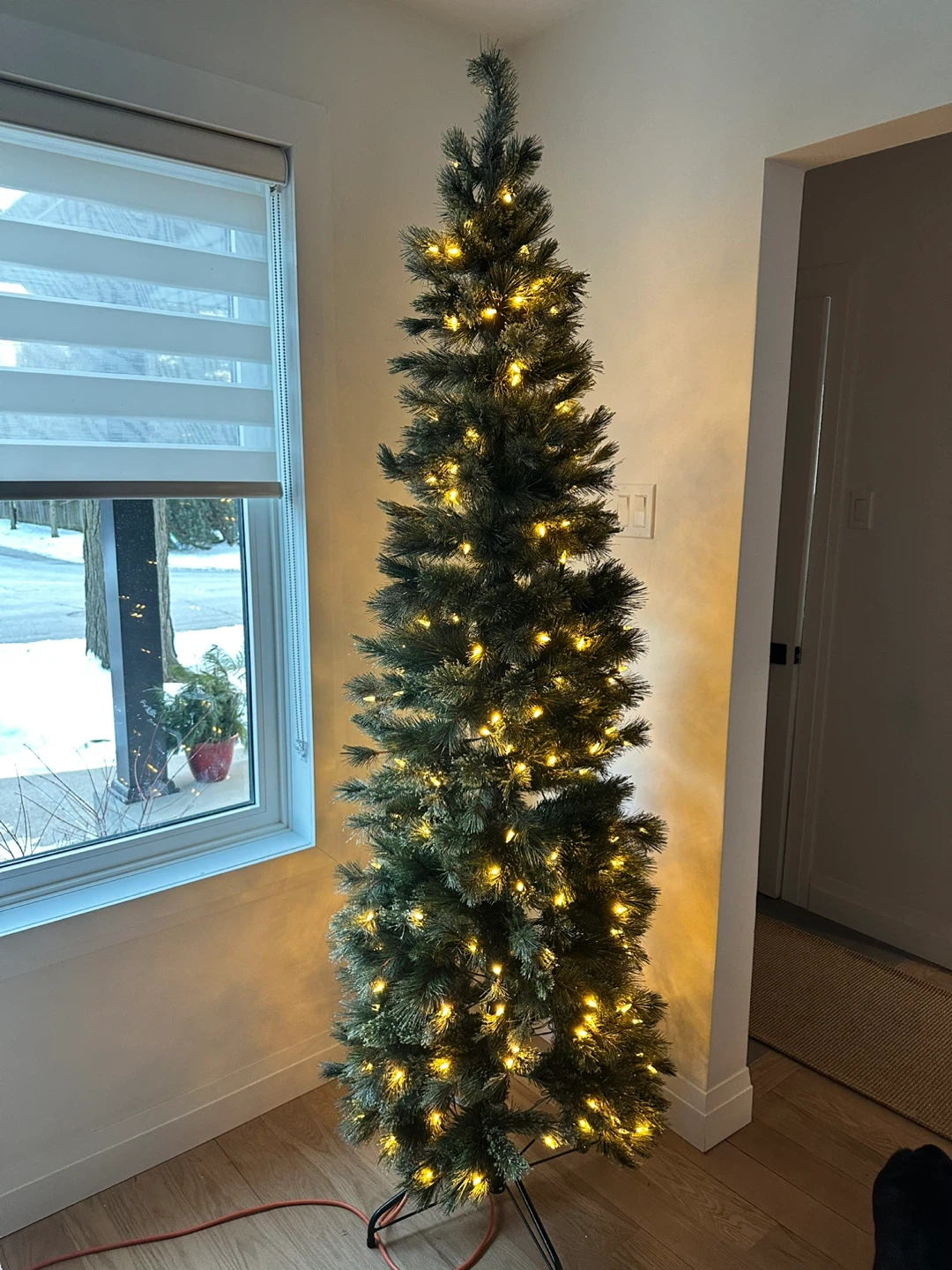 Ashland Stella Pine 7ft Tree
