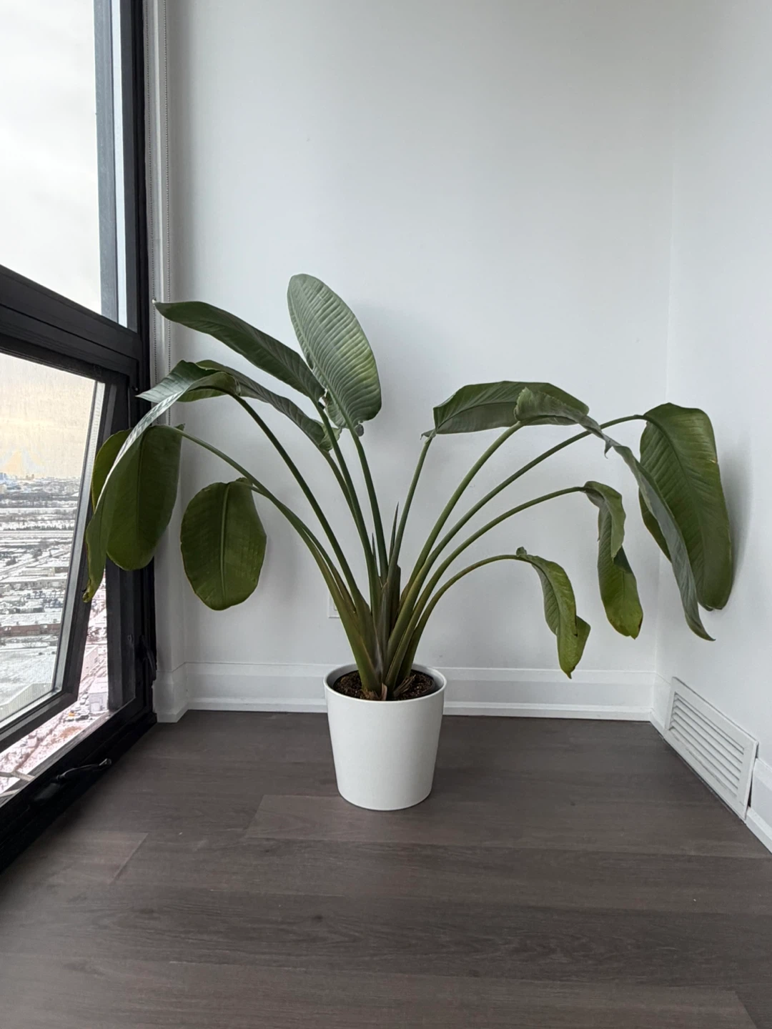 Bird of Paradise Plant,45” height