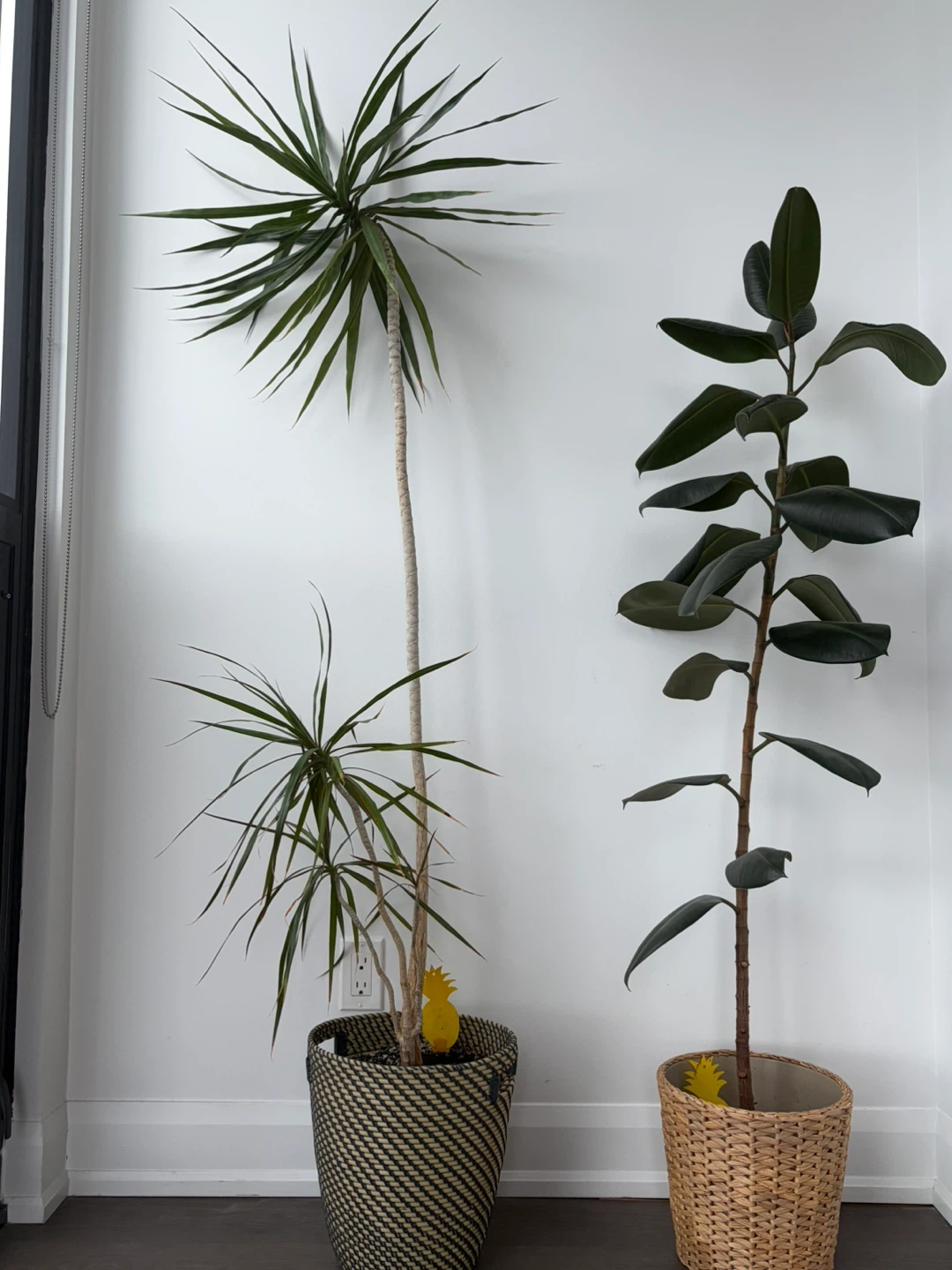 Two Indoor Plants