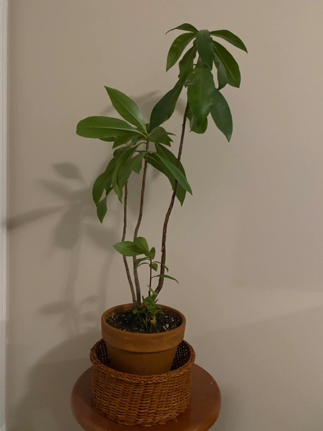Potted Plant - photo 3