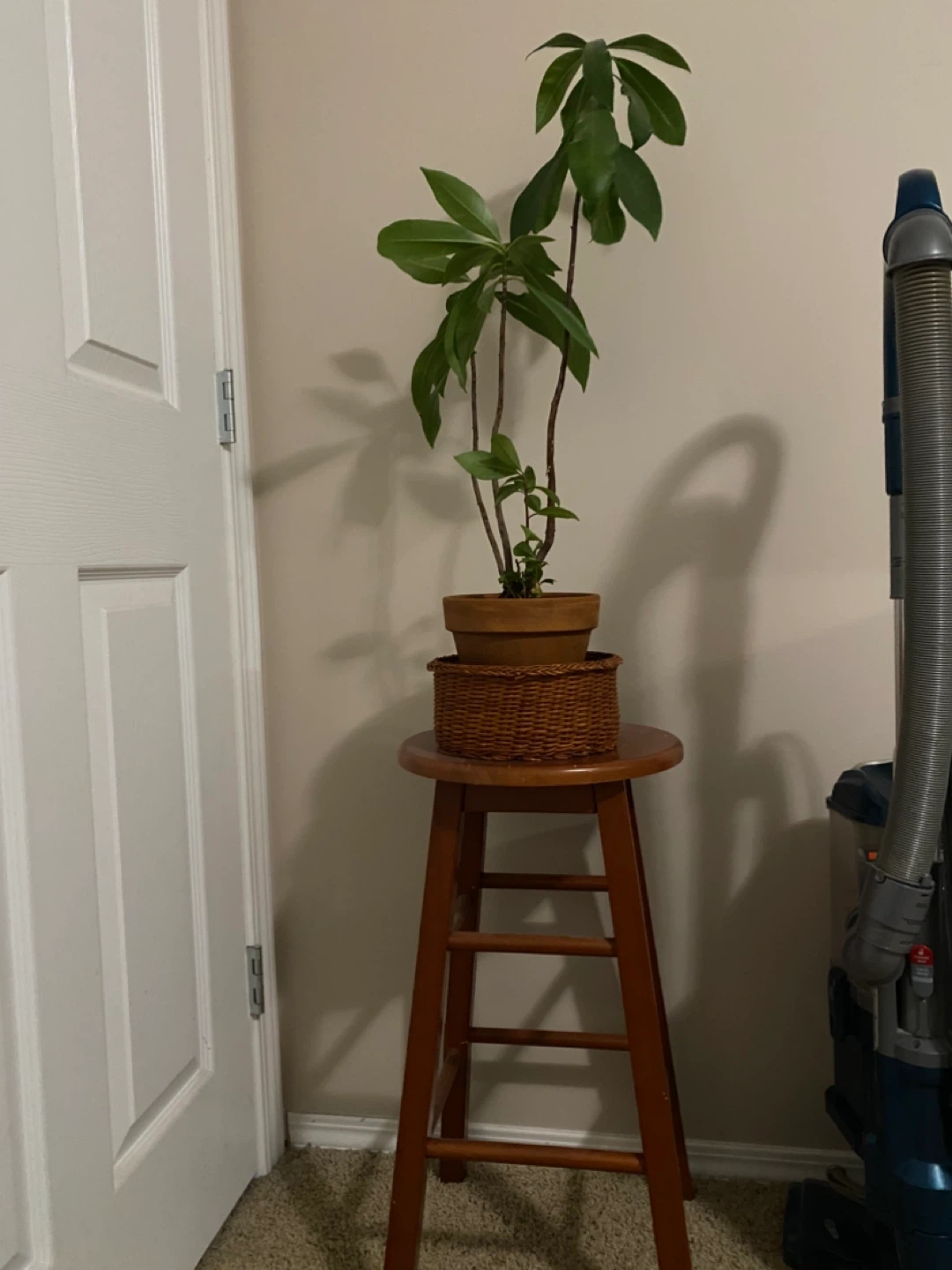 Potted Plant