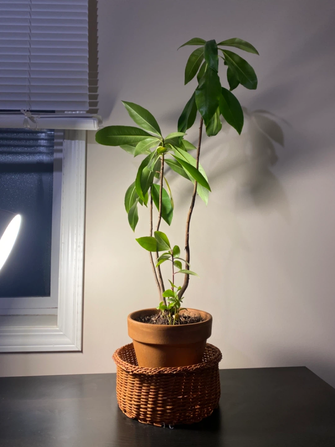 Potted Plant - photo 2