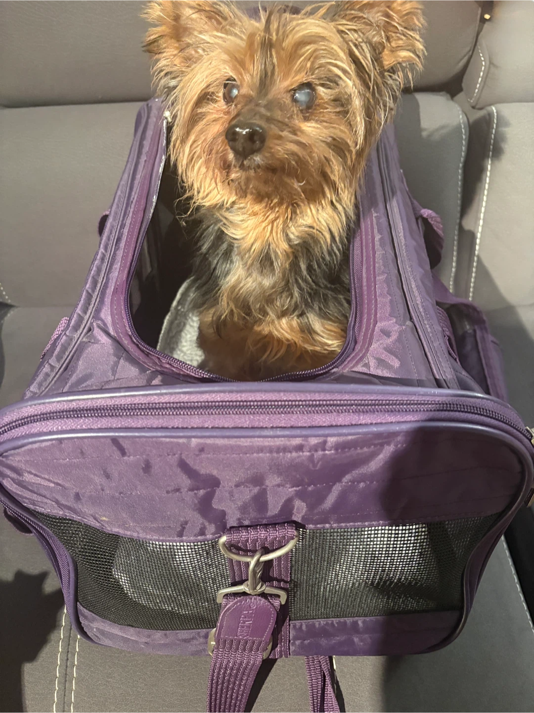 Sherpa Small Pet Carrier - Purple - photo 5