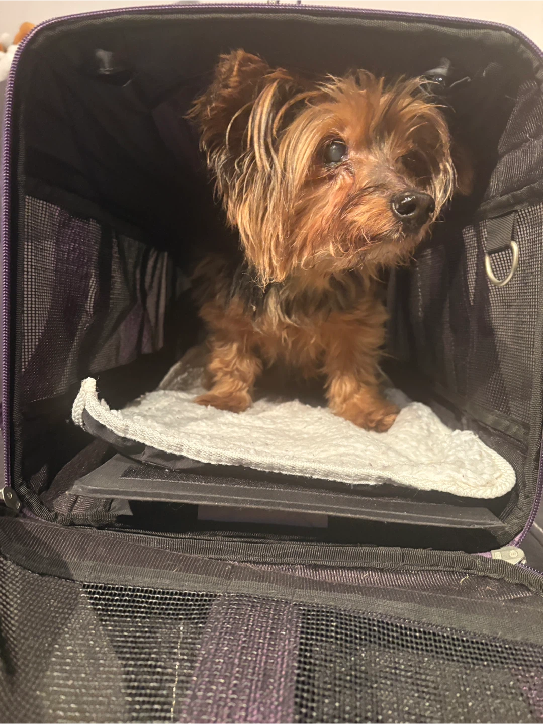 Sherpa Small Pet Carrier - Purple - photo 3