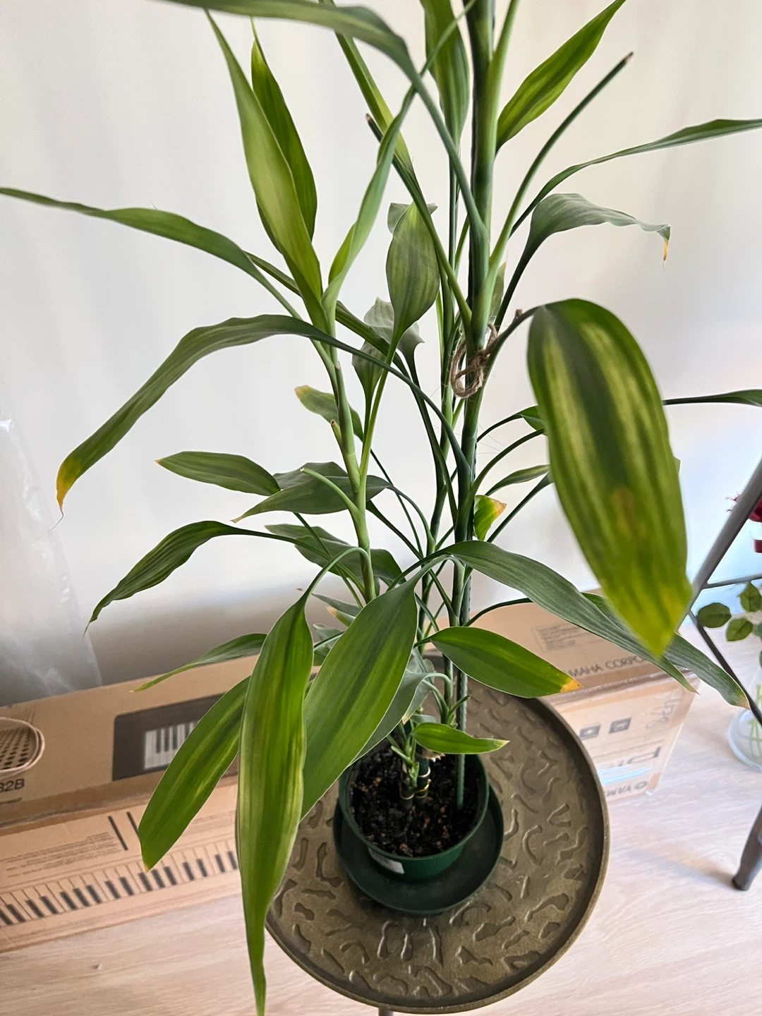 Tall Lucky Bamboo Plant - photo 3