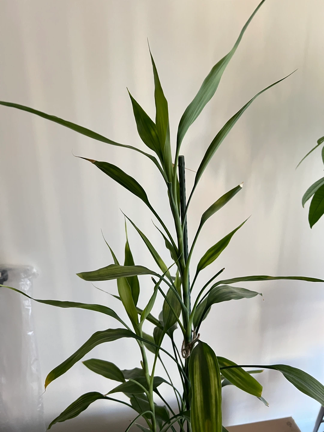 Tall Lucky Bamboo Plant - photo 2