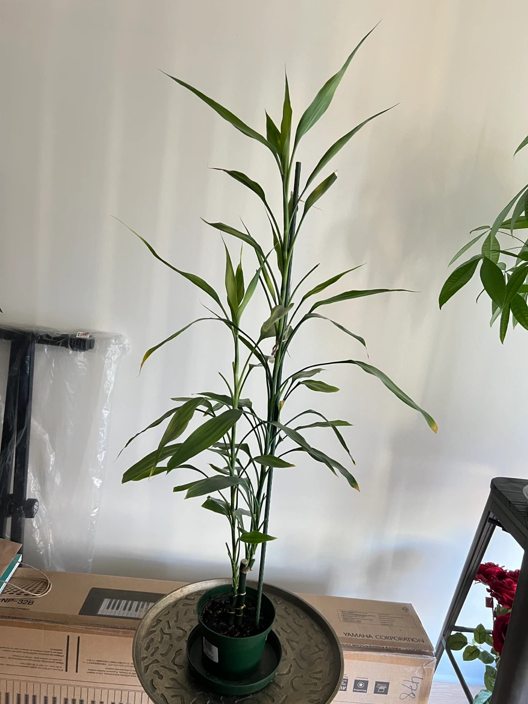 Tall Lucky Bamboo Plant