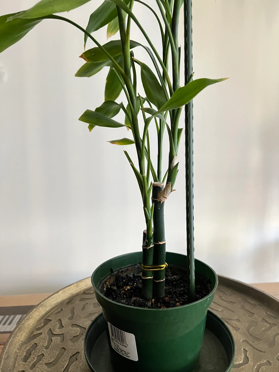 Tall Lucky Bamboo Plant - photo 5