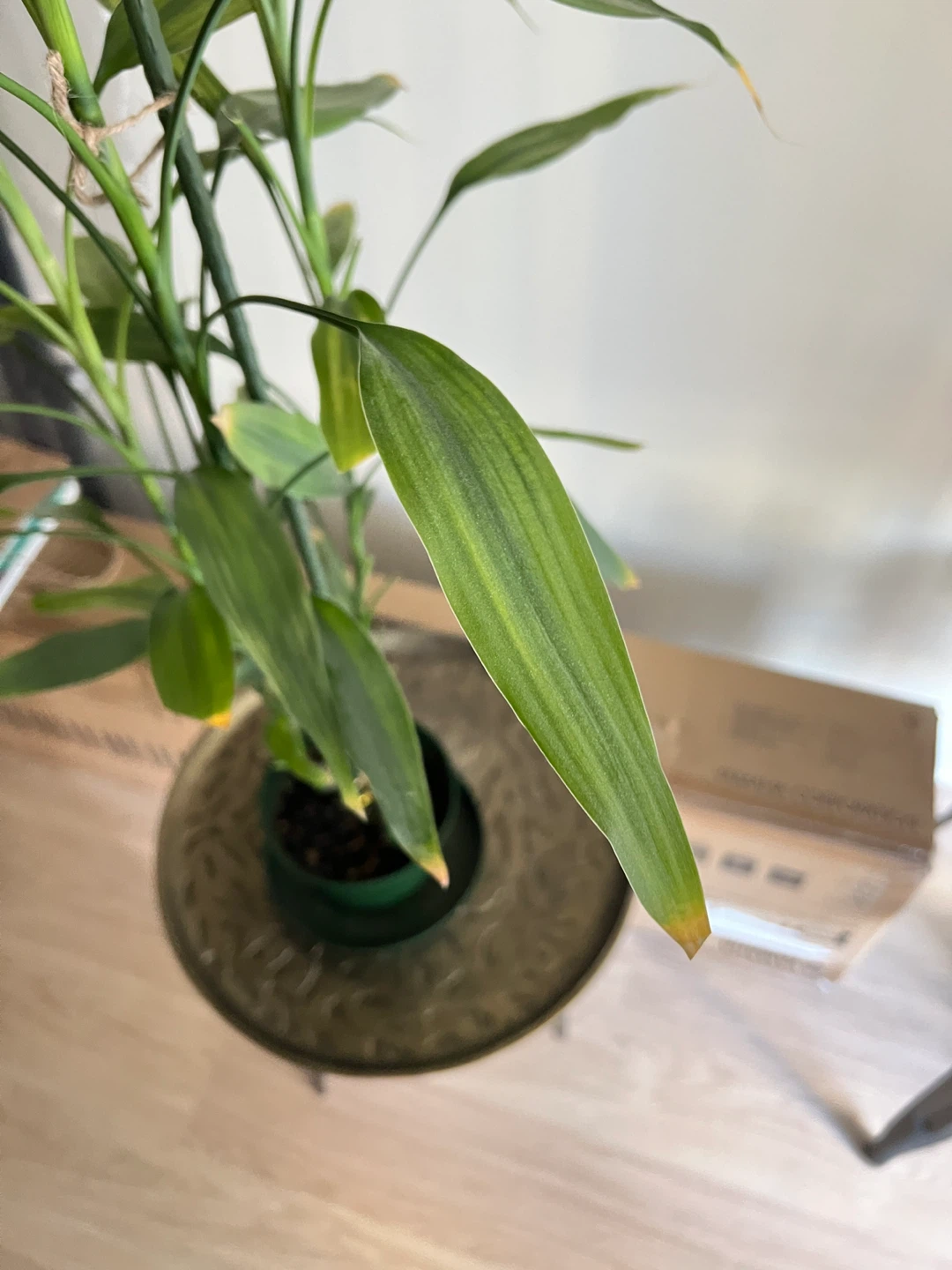 Tall Lucky Bamboo Plant - photo 4