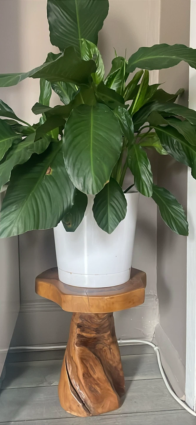 Wood Plant Stand