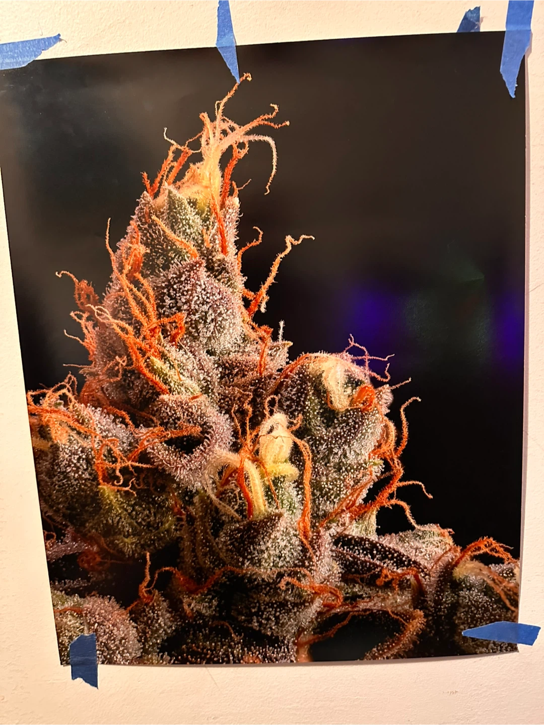 18x20 poster