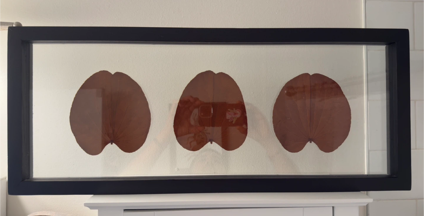 Framed Giankgo Leaf Art - photo 2