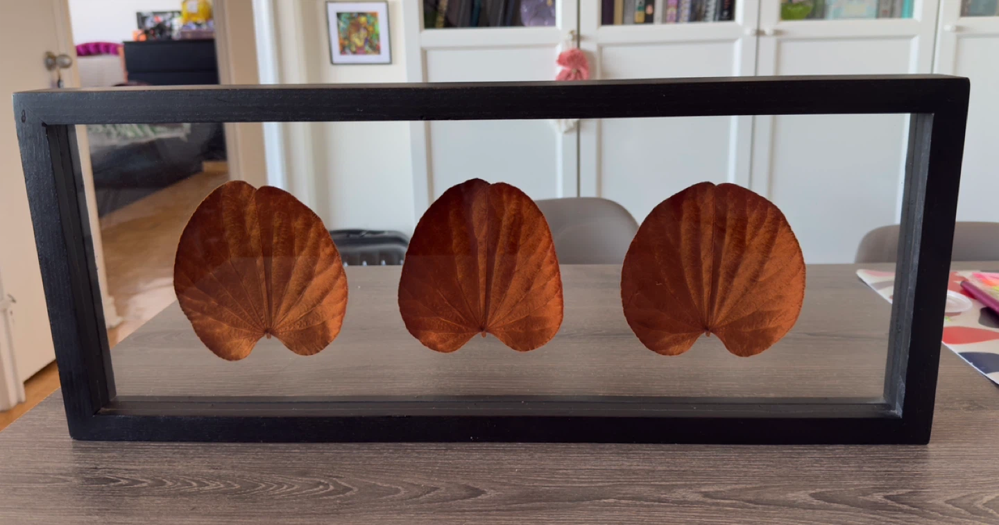 Framed Giankgo Leaf Art
