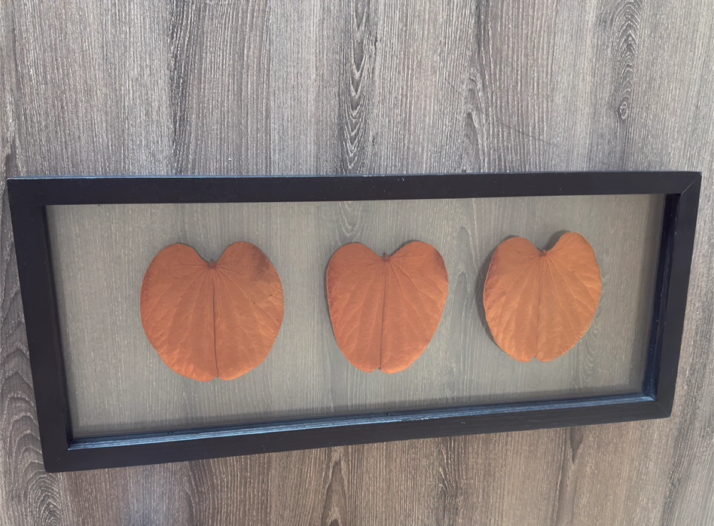 Framed Giankgo Leaf Art - photo 3