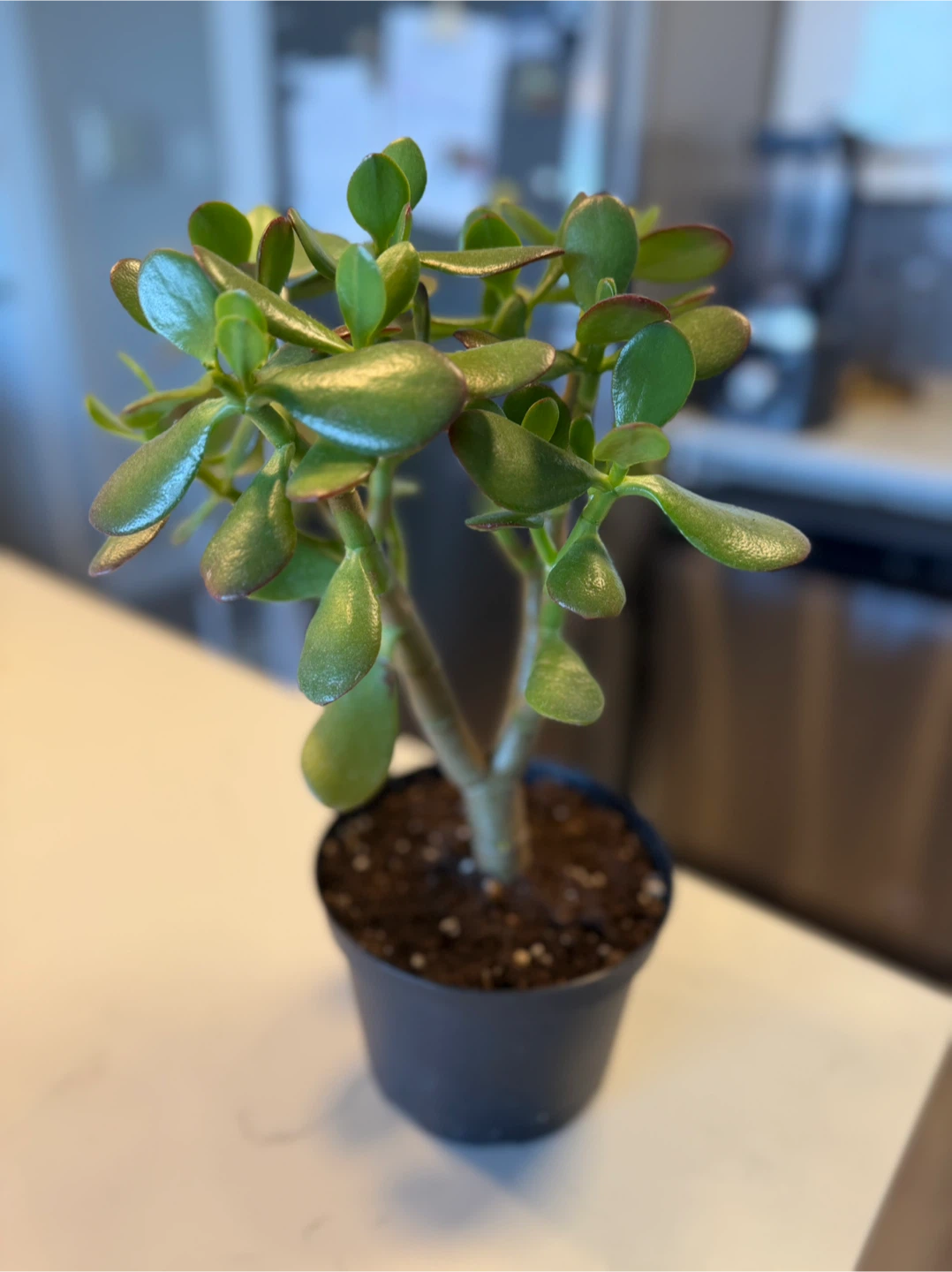 Jade Plant in 6” grower pot