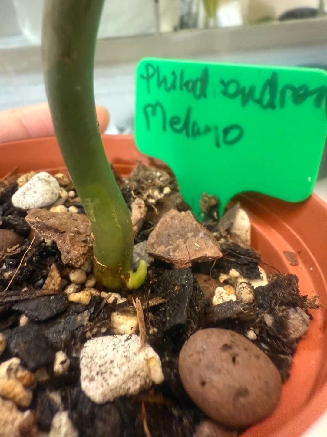 Philodendron melanochrysum rooted node - photo 3