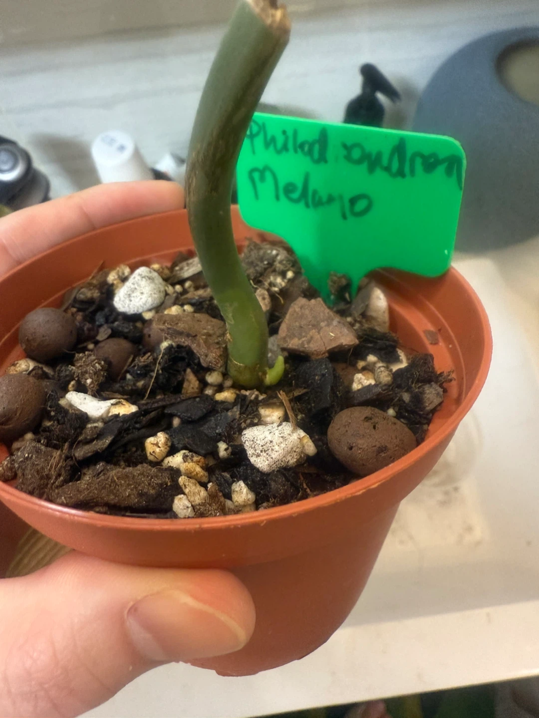 Philodendron melanochrysum rooted node