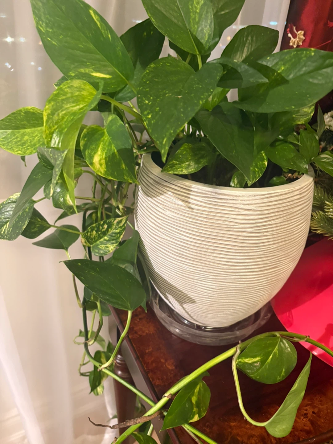 Pothos Plant in a White Ceramic Pot 9” diameter x 10” high - photo 3