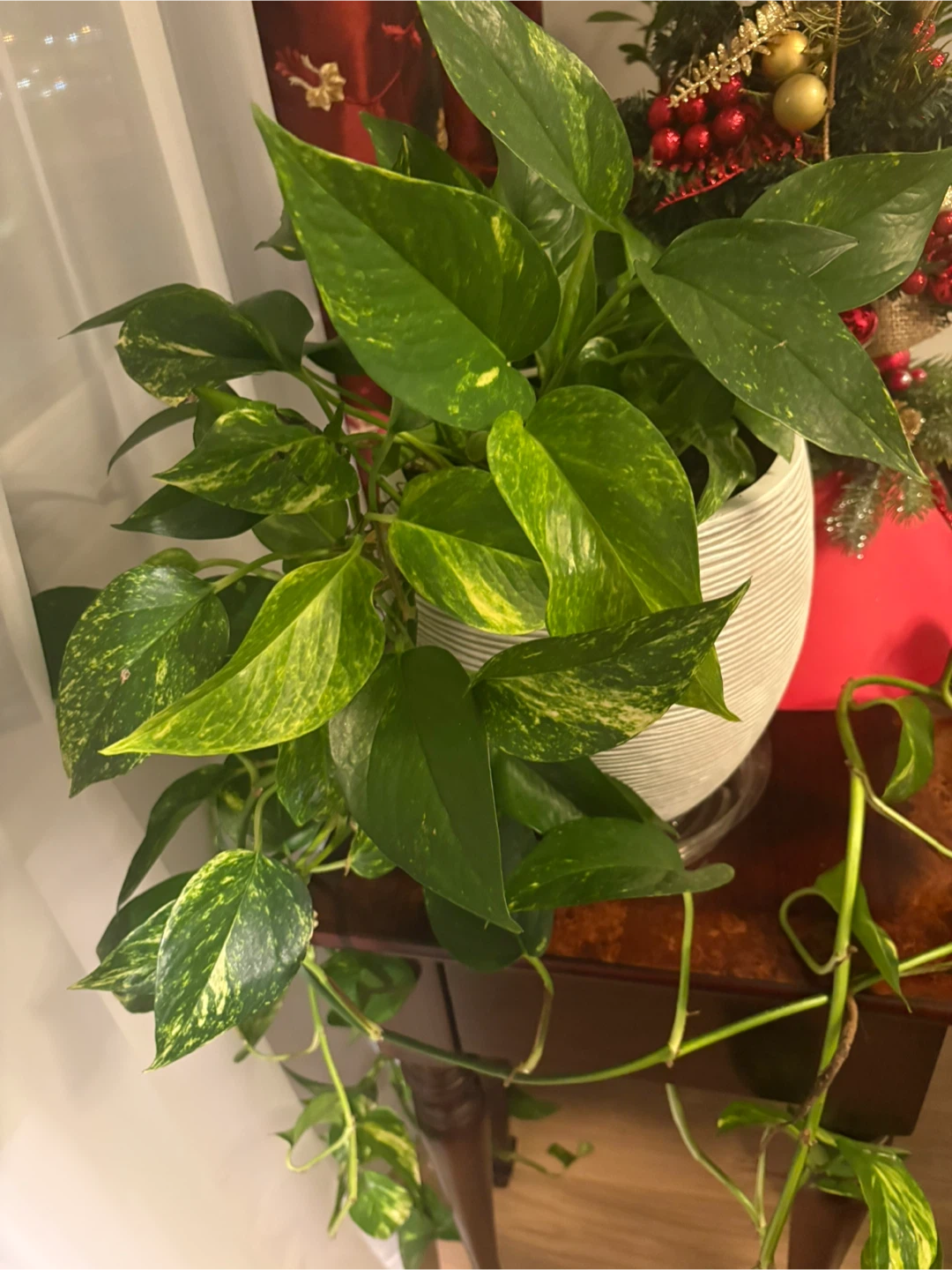 Pothos Plant in a White Ceramic Pot 9” diameter x 10” high - photo 2