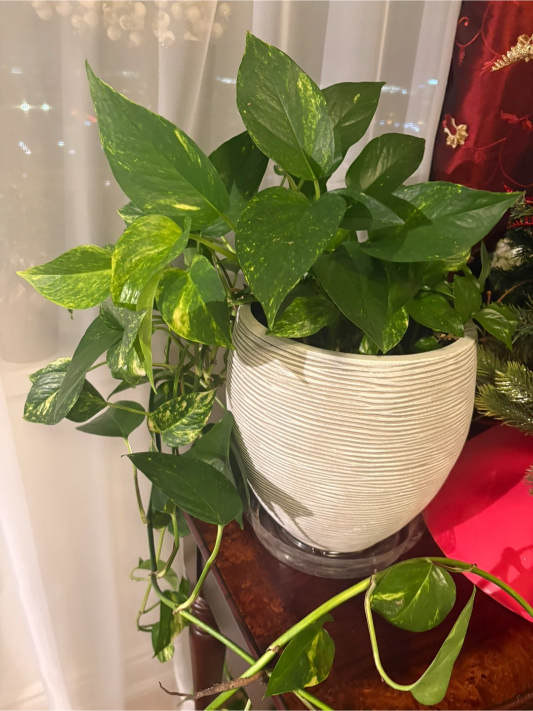 Pothos Plant in a White Ceramic Pot 9” diameter x 10” high