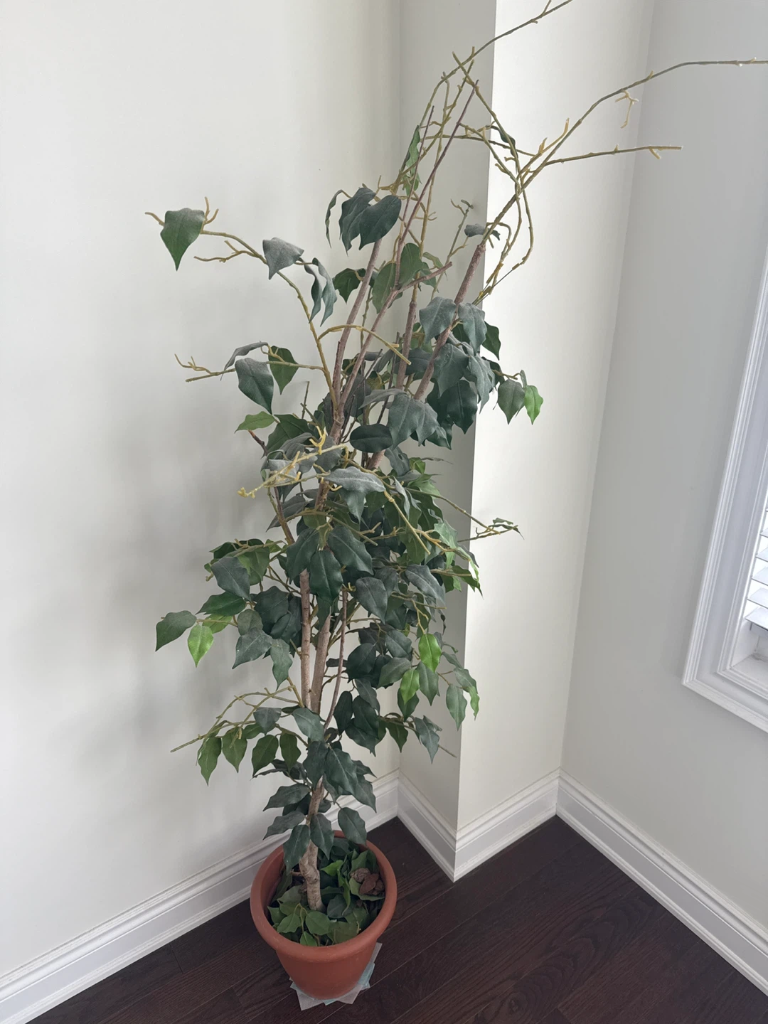 Faux Ficus Tree in Pot