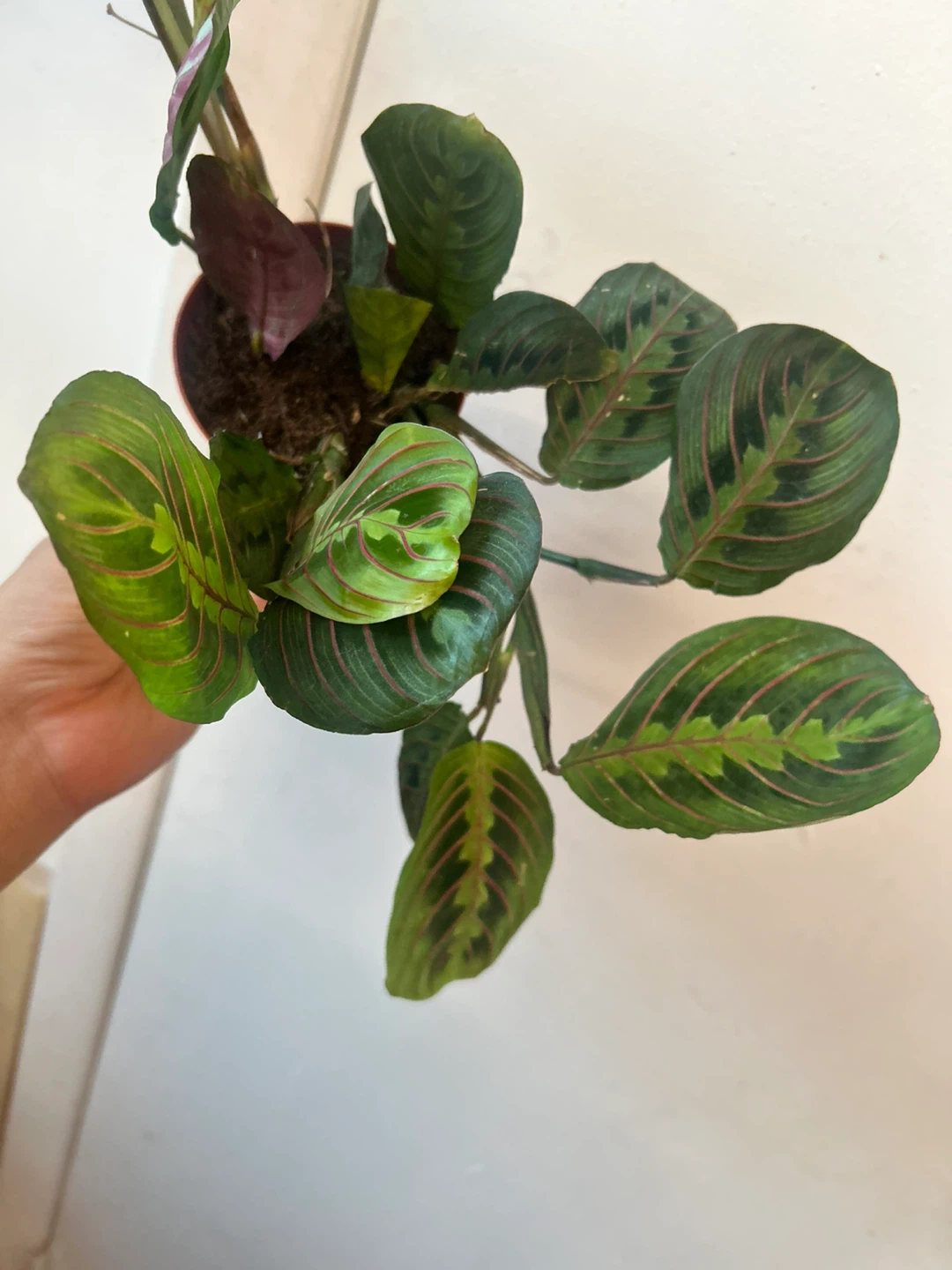 Prayer plant - photo 3