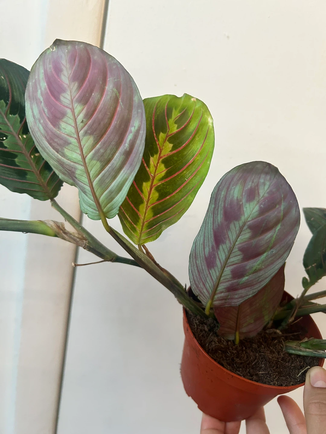 Prayer plant - photo 4
