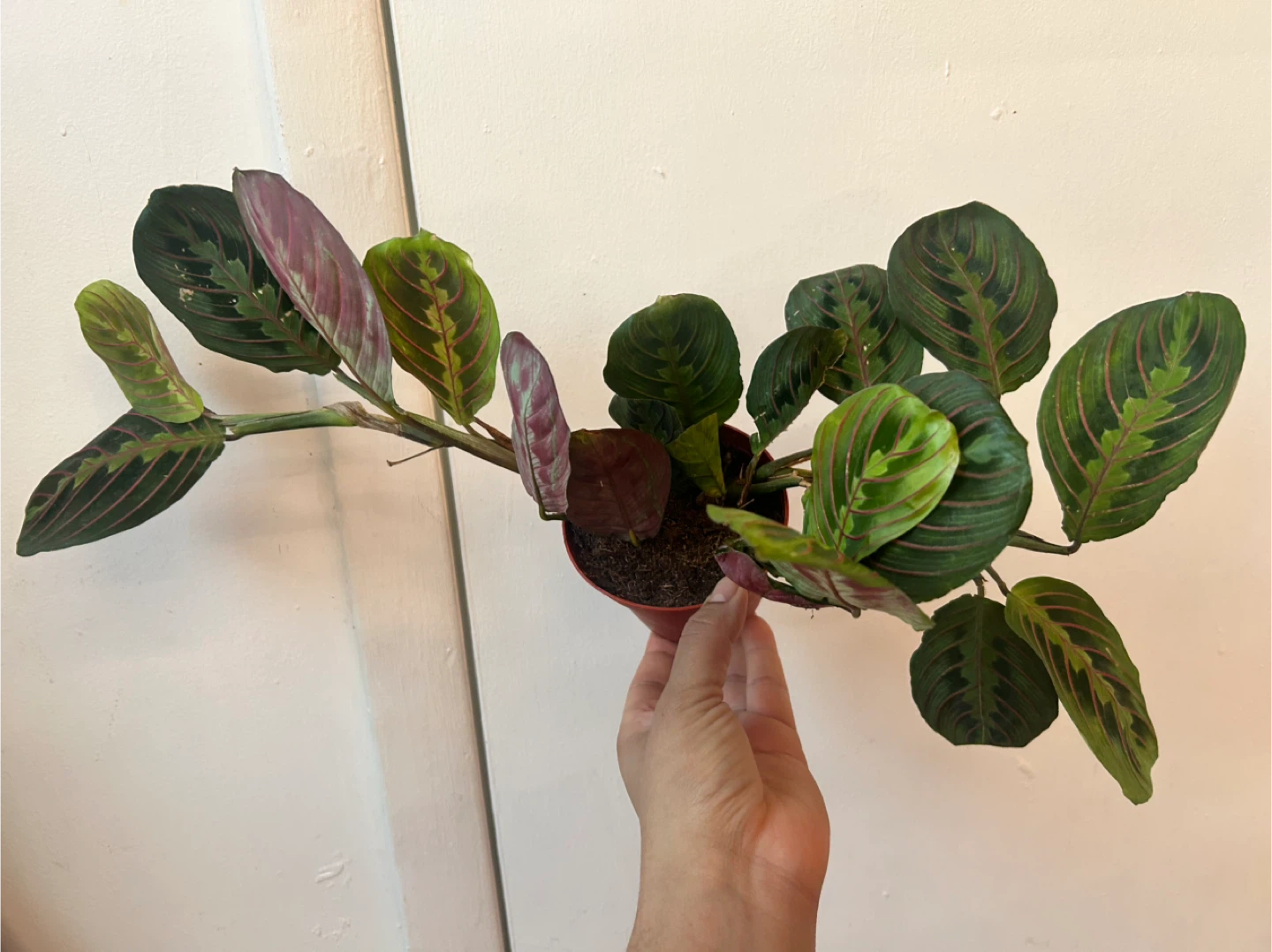 Prayer plant