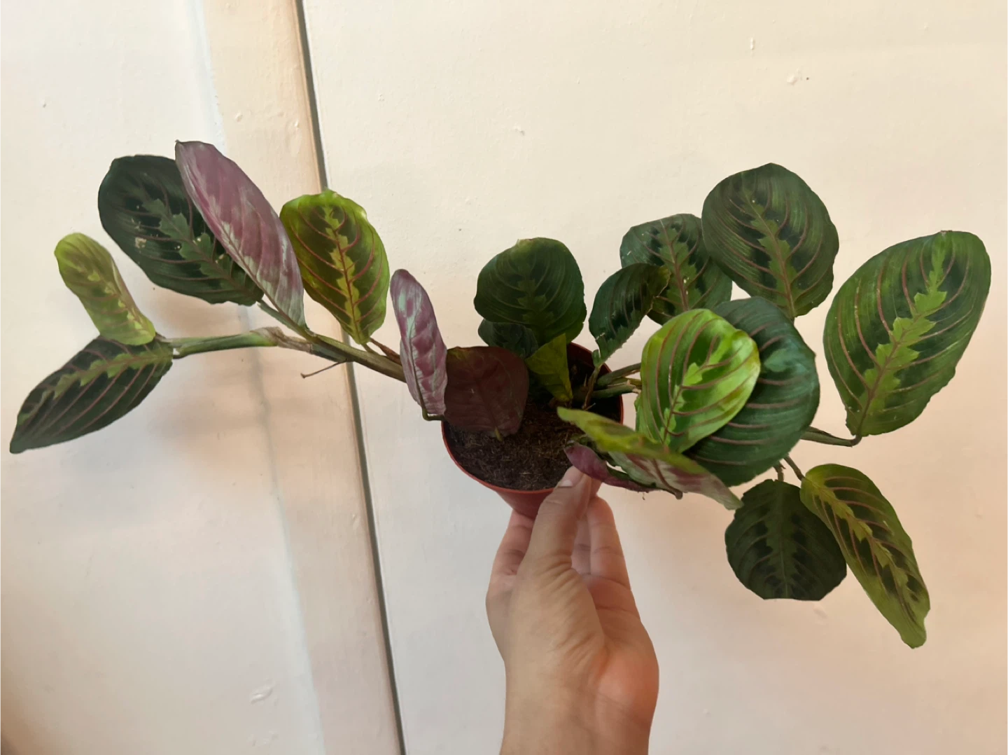 Prayer plant - photo 2