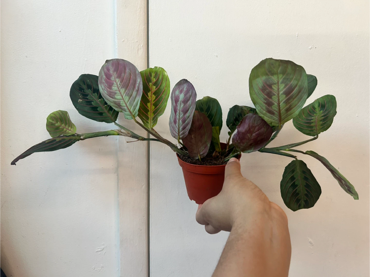 Prayer plant - photo 5